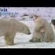 Vild isbjörn som gillar hundar