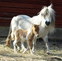 Lilla fölet Valborg