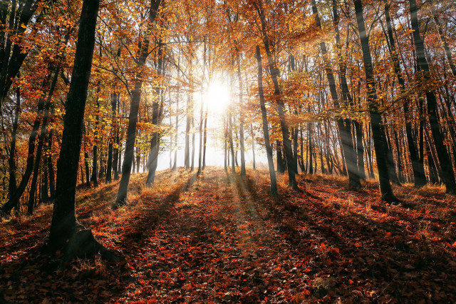 Följ dessa enkla steg och kom igång med hösten på ett hälsosamt sätt!