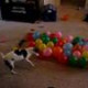 Hund VS Ballonger